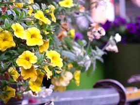 hanging-flowers