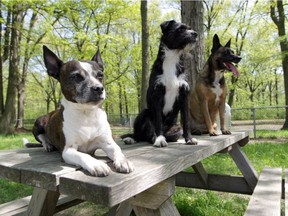 Harley, left, and her offspring, Mindy and Qeeva, relax at the Memorial Park dog park on May 5, 2018. Harley is the 11th most popular dog name in Windsor but Qeeva, Swahili for "gentle soul and protector," is unique.      Donald McArthur / Windsor Star