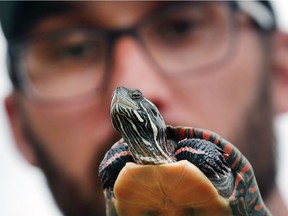 Tom Preney, the city's biodiversity co-ordinator, displays a midland painted turtle at the Ojibway Nature Centre on Thursday, May 3, 2018.