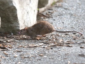 A rat is seen running across the walkway at Dieppe Park on Aug. 3, 2016 in Windsor.