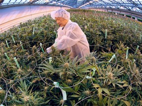 A worker trims marijuana plants on Thursday, February 18, 2016, at the Aphria greenhouses in Leamington, ON.