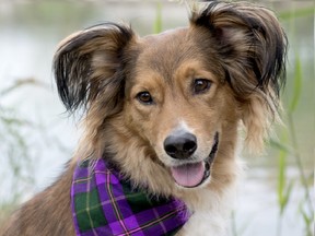 Lucy, the spokesdog for the Woofa-Roo Pet Fest 2018.