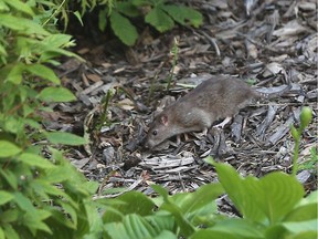 WINDSOR, ONTARIO - AUGUST 3, 2016 - A rat is seen at Dieppe Park on August 3, 2016 in Windsor, Ontario.   There have been complaints about the rat problem in Windsor.  (Jason Kryk/WINDSOR STAR)