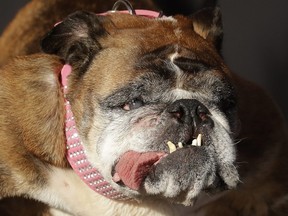 Zsa Zsa, an English Bulldog owned by Megan Brainard, stands onstage after being announced the winner of the World's Ugliest Dog Contest at the Sonoma-Marin Fair in Petaluma, Calif., Saturday, June 23, 2018.