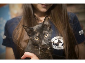 Tina Bulych, a worker at the Windsor/Essex County Humane Society holds a male tortoiseshellcat that is now up for adoption, Thursday, July 19, 2018.  Only 1 out of 3000 tortoiseshell cats are male.