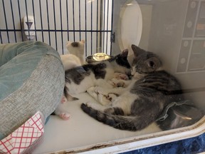Sleepy kittens cozy up with one another at the Windsor/Essex County Humane Society on July 8, 2018.