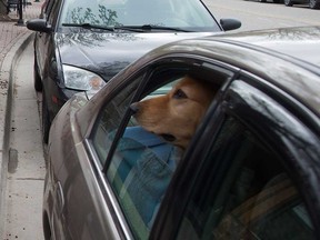 A dog in a car in Vernon, B.C., is shown in this May 2017 file photo.