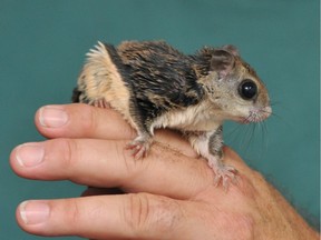 A flying squirrel is shown in this July 14, 2016 photo.