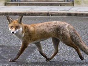 A fox strolls around urban London in this 2015 file photo.