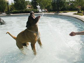 A trip to a lake or a fountain can help keep dogs cool during the summer heat.