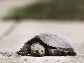 A snapping turtle pauses while crossing a sidewalk on Florence Avenue in Windsor on a very hot Monday, July 16, 2018.