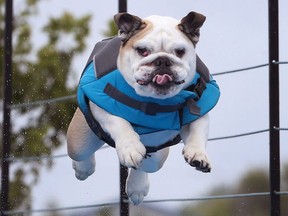 A Bulldog competes in the dock diving event at the Woofa-Roo Pet Fest on Sunday July 22, 2018, at the Libro Complex in Amherstburg.