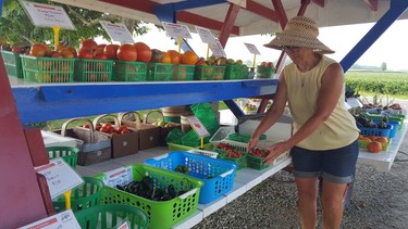 Leslie Balsillie tends to her latest wares at the family fruit stand, a popular stopping point along County Road 50.