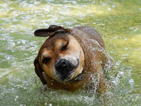 A dog cools off in a fountain during a heat wave in Montpellier, southern France, in this image taken Aug. 2, 2018.