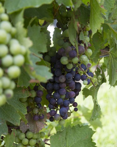 Grapes on the vine at CREW.