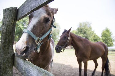 Giggs and Specs are the CREW horses.