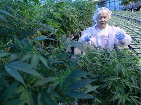 Medical marijuana production at the Aphria greenhouses in Leamington in shown in this Dec. 3, 2014, file photo. The province is expected to open up the coming recreational marijuana market to the private sector when Canada legalizes weed in October.