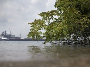 Surrounded by development and industry, Ojibway Shores is Windsor's last remaining stretch of natural shoreline. Shown here on Aug. 7, 2018, is a bit of where the natural area meets the Detroit River.