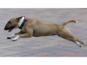 The pet bull terrier owned by Czech entrepreneur Robert Hasek, wearing a doggy fitness tracker attached to the dog collar during a demonstration in Prague, Czech Republic, Friday, Aug. 10, 2018. The Actijoy fitness tracker system not only tracks activity but also how rigorous it is, and comes with a internet-connected bowl that monitors food and water consumption, to make sure the dog has a healthy lifestyle.