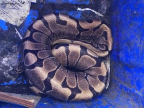 A live ball python that was found abandoned at a Windsor waste disposal centre on Aug. 18, 2018.