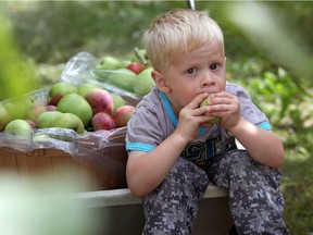 Hayden Kennette, 3, bites into MacIntosh apple while helping his grandfather Lawrence Kennette on the Kennette family orchard in Lakeshore on Friday, Sept. 7, 2018.