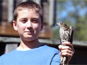 Anthony Tomak, 13, of Amherstburg, holds a wild Sharp-shinned hawk during the annual Festival of Hawks hosted by Holiday Beach Migration Observatory September 16, 2018.