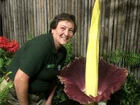Chatham-Kent native Anna-Marie Burrows sent this photo to The Chatham Daily News on Friday, September 14, 2018 of a corpse flower in bloom at the Toronto Zoo, which is only the fifth time this has happened in Canada. Burrows (nee Landschoot), who is manager of horticulture and grounds, helped bring the rare flower to the zoo. (Handout)