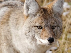 An adult coyote in an image from public information on wildlife provided by the Ontario Ministry of Natural Resources and Forestry.