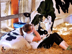 Scorching hot temperatures didn't stop the fun at the 164th Harrow Fair/ Ella Zittlau, 12, a 4H member, is shown with some cows on Sept. 2, 2018.