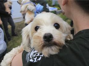 In this image released on Wednesday, July 23, 2014, a dog awaiting veterinary triage is shown after being rescued from a puppy mill in Estrie, Quebec.  Humane Society International/Canada along with the Quebec Department of Agriculture, Fisheries and Food and SPCA Estrie worked to remove over 200 small breed dogs, including Bichons and Pomeranians.  HSI Canada worked with MAPAQ and SPCA Estrie to remove the dogs from the property and transport them to an emergency shelter where they received veterinary treatment and care from staff and volunteers.  This is the fifth rescue in seven months by HSI Canada and MAPAQ, and the second largest in Quebec history.