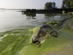 In this Sept. 20, 2017 file photo, a catfish appears on the shoreline in the algae-filled waters of North Toledo, Ohio.