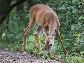 A lanky fawn looks for food along a walking path at the Ojibway Park on Wednesday, Sept. 12, 2018.