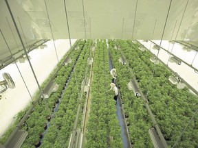 Staff work in a marijuana grow room that can be viewed by at the new visitors centre at Canopy Growths Tweed facility in Smiths Falls, Ontario. (File photo)