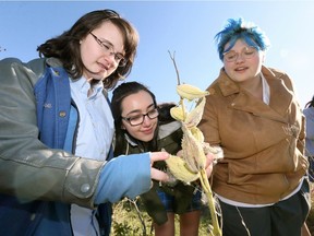 St.Thomas of Villanova high school students Zoe Gignac, left, Silvana Medeiros, Destiny Hamel, Justin Laliberte, behind, and Elizabeth Spinks, right,  check out insects which landed on milkweed plants in Villanova's one-acre butterfly preserve on County Road 8, Tuesday October 16, 2018. St. Thomas of Villanova is the only school in the Windsor Essex Catholic District School Board to receive Gold certification for its environmentally friendly initiatives over the past 20 years. A presentation ceremony was held earlier Tuesday to acknowledge St. Thomas of Villanova Catholic High School as a certified Gold EcoSchool by Ontario EcoSchools.