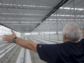 Aphria Inc. co-founder Cole Cacciavillani, who is the company's vice-president of growing operations, is shown during a tour on Sept. 19, 2018, standing in one of the massive new greenhouses under development in Leamington.