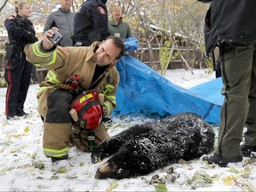 A small black bear was tranquilized in the Mayfair community on Tuesday, Oct. 9, 2018.