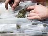 An employee stocks cannabis at a store before its first day of recreational marijuana sales in San Francisco earlier this year. The official legalization of marijuana in Canada means the industry will face its harshest spotlight yet.