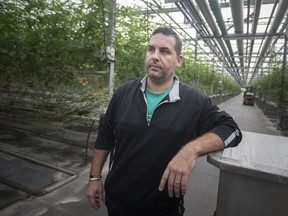 Tony Coppola, vice-president and owner of Coppola Farms, is pictured in one of his greenhouses, Wednesday, October 10, 2018.
