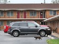 The Ivy Rose Motor Inn in the 2800 block of Howard Ave. in Windsor, ON. is shown on Oct. 3, 2018. A man who fell a second floor balcony early Monday morning has died and the case is now considered a homicide.