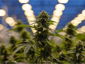 Pot stocks fell for six consecutive trading days beginning Oct. 16, the day before Canada legalized recreational marijuana.