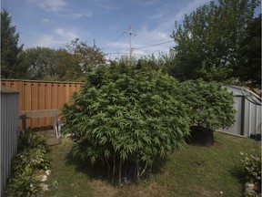 As this Sept. 19, 2018, file photo of giant marijuana plants in an Amherstburg backyard shows, the town might be a good place to grow pot. Municipal council is being asked to support a zoning bylaw amendment for the town to have a bigger say in where and how commercial grow ops can be set up.