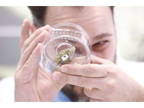 Jean Marc checks out a sample at a cannabis store in Winnipeg on October 17, 2018. Marijuana has been legal in Canada for a month already but immigration lawyers and cannabis executives say when it comes to getting into the United States, the worst may be yet to come. As Canadians get used to the fact that cannabis is no longer against the law in their country, some experts fear they will forget the perils that past and present marijuana use still poses for those seeking to cross the Canada-U.S. border.