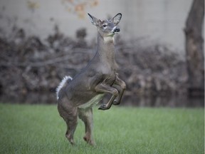 A deer runs from a barking dog through the green space adjacent to the former Teutonia Club on Edinborough St.,  Saturday, November 3, 2018.