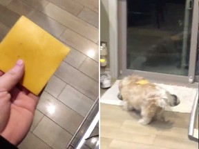 Screen shots of the viral video by Windsor's Matthew Elias (a.k.a. @BlargMyShnoople) in which he tosses a slice of cheese onto his pet Shih Tzu, Charlie. As of 5 p.m. Nov. 15, 2018, the video has been viewed more than two million times on Twitter and has inspired hundreds of imitators.