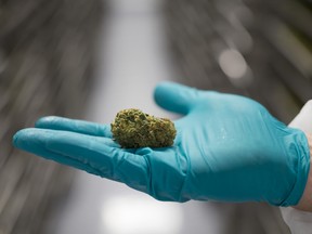 An employee displays a cannabis bud at the CannTrust facility in Pelham, Ont. Marijuana producers will be showing their earnings to investors next week.