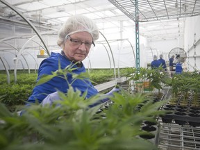 It's been a tumultuous month for Aphria Inc. In this Sept. 20, 2018, file photo, marijuana plants in the process of being propagated are tended to by a worker at Aphria's Leamington facilities.