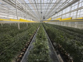 Rows of marijuana plants at Aphria Inc.'s Leamington greenhouse facilities are shown in this Sept. 19, 2018, file photo.
