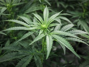 Marijuana plants are shown at a cultivation facility in Olds, Alta., Wednesday, Oct. 10, 2018. (THE CANADIAN PRESS/Jeff McIntosh)