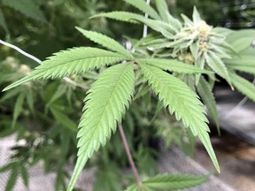 File photo of a marijuana plant.