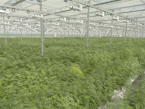 This June 2018 photo provided by Tilray shows their subsidiary High Park Farms facility, a 13 acre greenhouse in Enniskillen Township. Officials in neighbouring Plympton-Wyoming say they have been approached with a proposal seeking Health Canada approval for a medical cannabis greenhouse operation in their community.